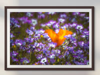 Poppies in Lupine Fine Art Photography| Antelope Valley California Superbloom Poster, Canvas Wall Art, Lupine Picture paper, acrylic, metal