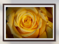 Yellow Rose | Sierra Foothills, Canvas Wall Art, home decor, Mother's Day, photography, acrylic, paper, flowers, rose