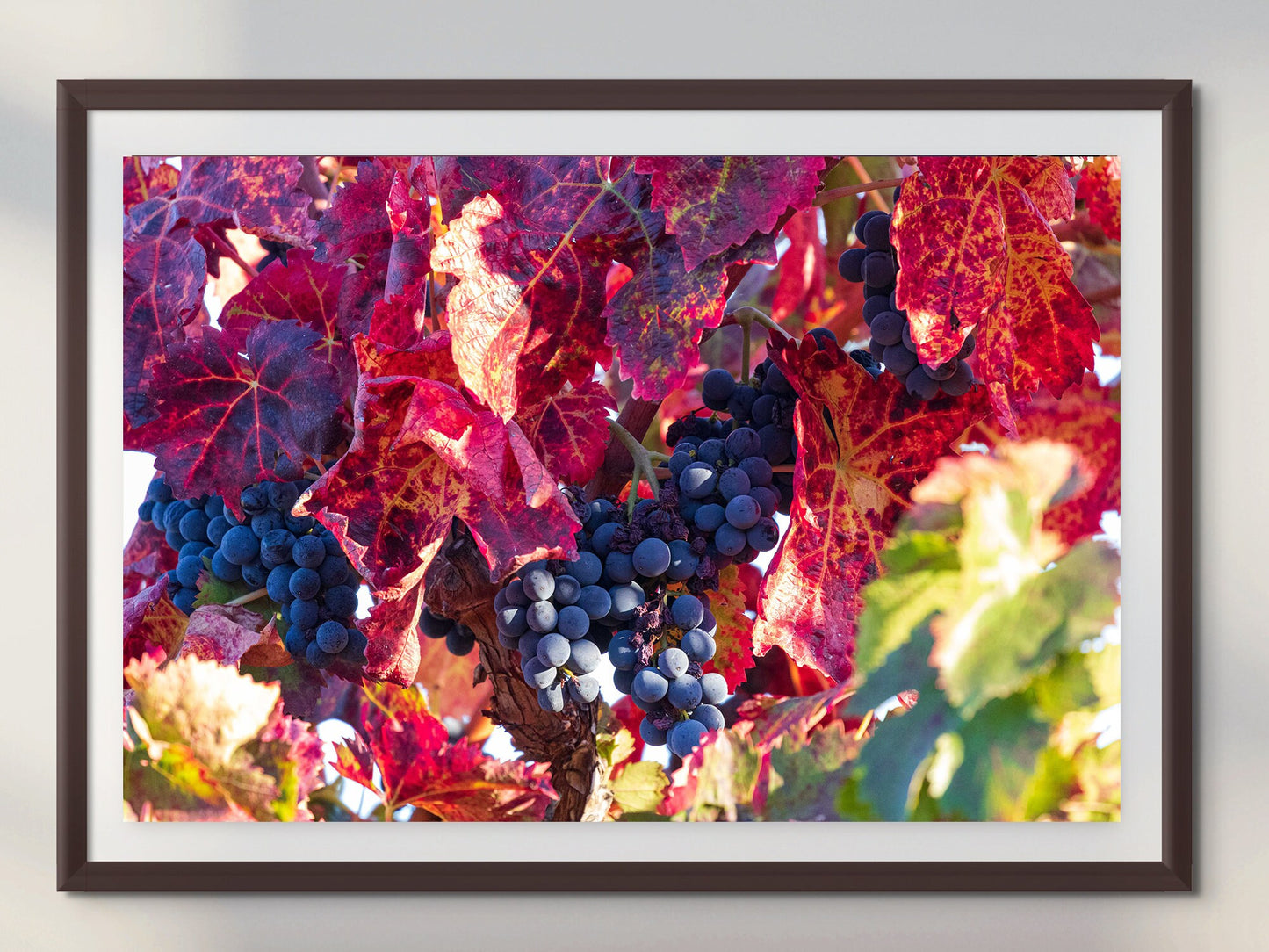 Vineyard Fine Art Photography | Wine Grapes Poster | Canvas Wall Art | Shenandoah Valley Wine Country | Canvas, Acrylic, Metal Paper print