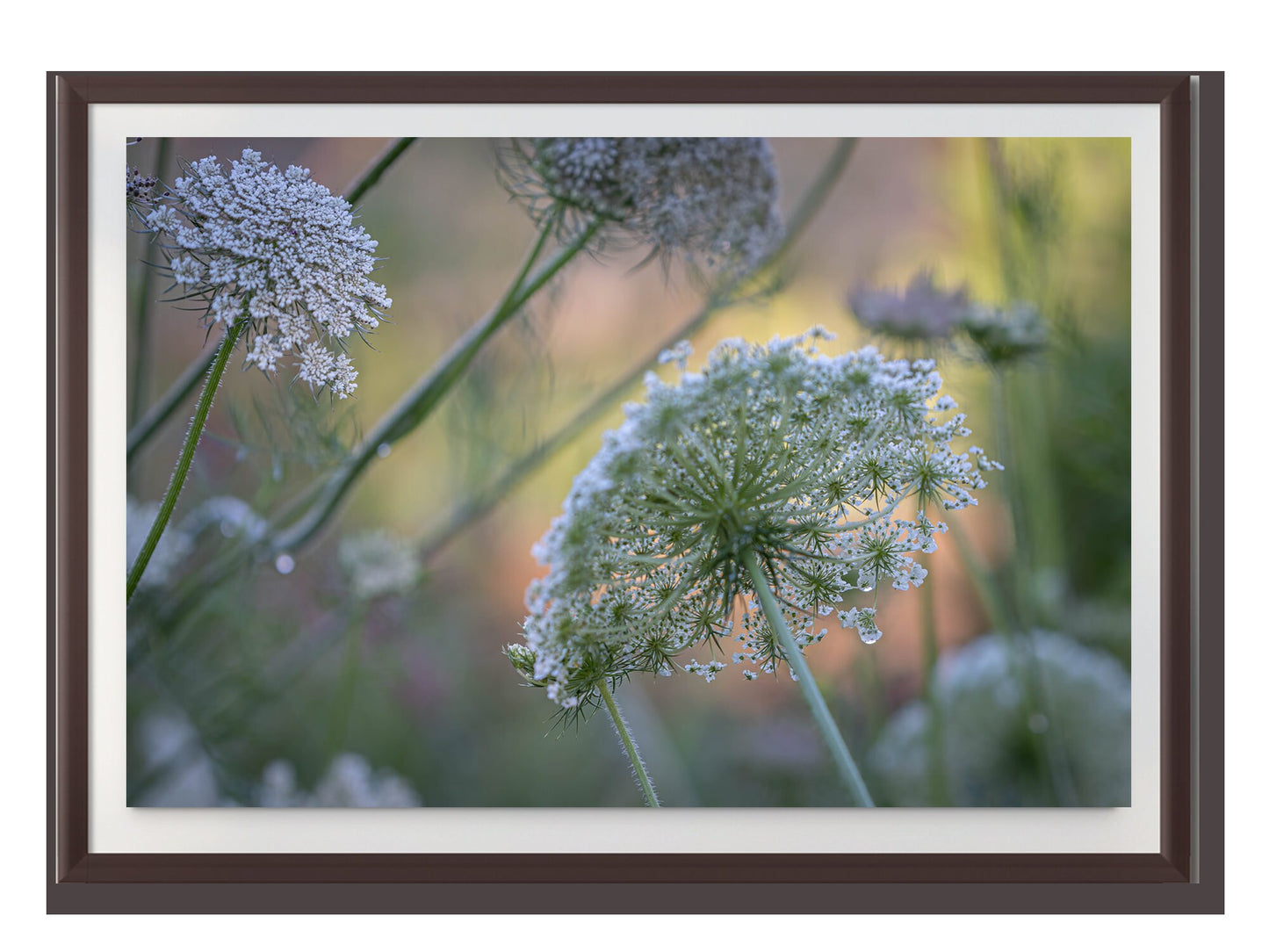 Lavender Farm Wild Flowers Fine Art photography | Amador County California Canvas Wall Art, home, office decor | Wild Carrot flowers