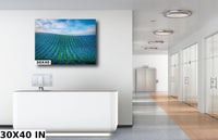 Vineyard Fine Art Photography, California Sonoma Wine Grapes Photo | Winery Canvas Wall Art, | Winery Poster, Acrylic, Metal, Paper