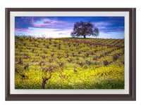 Vineyard Fine Art Photography, California Spring Sonoma Wine Grapes & Mustard Photo | Winery Canvas Wall Art, Acrylic, Metal, Paper