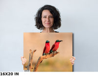 African Birds Fine Art Photography | Carmine Bee Eater Pair, Nature Print, Canvas Wildlife Wall Art, home, office decor