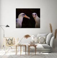 Albatross Sea Bird Pair | Hawaii Pacific Coast Nature Print, Wall Art, Canvas Wildlife Photo | Fine Art photography | home, office decor