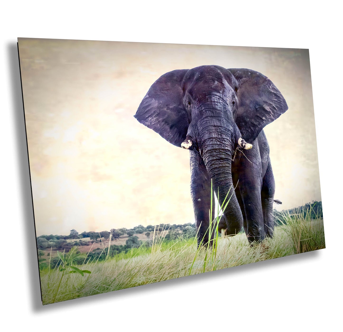 African Elephant, Wildlife Photography, Animal Photo Print, Nature Wall Art, Canvas Print, Acrylic print