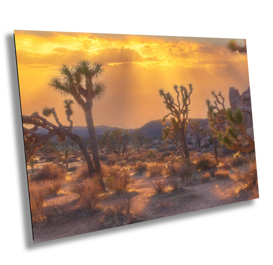 Joshua Tree Sunset Fine Art Photography | Desert Sunset Scenic Poster. Landscape Photo | National Park Nature Canvas Wall Art