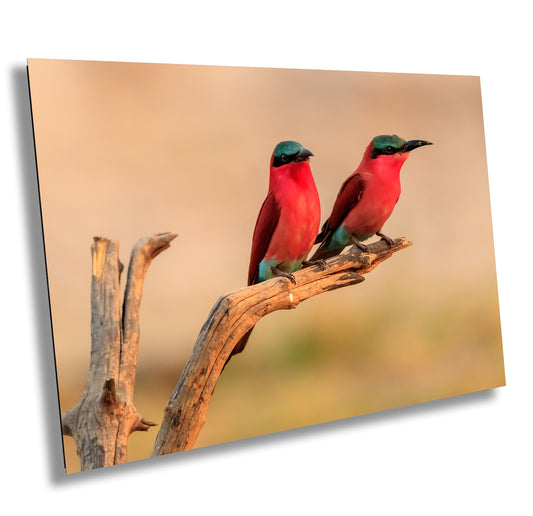 African Birds Fine Art Photography | Carmine Bee Eater Pair, Nature Print, Canvas Wildlife Wall Art, home, office decor