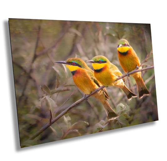 African Birds Fine Art photography | Little Bee Eaters, Nature Print, Canvas Wildlife Wall Art | Wildlife Poster | home, office decor