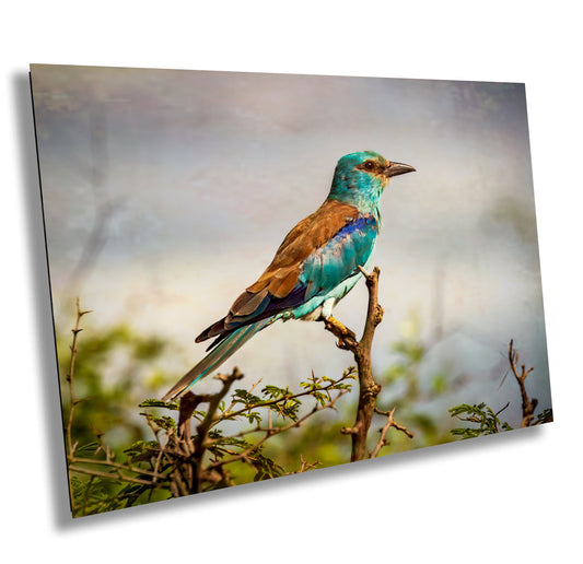 African Birds | Fine Art Photography | Abyssian Roller Nature Print, Africa Bird Wall Art, Canvas Wildlife Poster | home, office decor