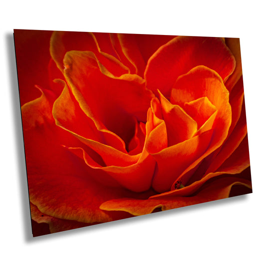 Rose Flower Fine Art Photograph | Cape Town South Africa Red Rose Canvas Wall Art, Kirstenbosch Garden Flower Poster, home, office decor