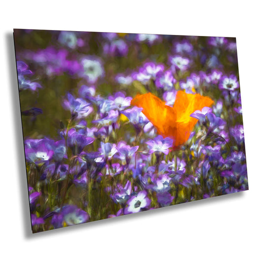 Poppies in Lupine Fine Art Photography| Antelope Valley California Superbloom Poster, Canvas Wall Art, Lupine Picture paper, acrylic, metal