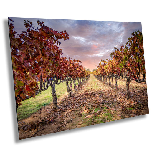 Vineyard Print, California Fall Amador County Winery Grapes Photo | Canvas Wall Art, Fine Art Photography, Canvas, Acrylic, Metal, Paper