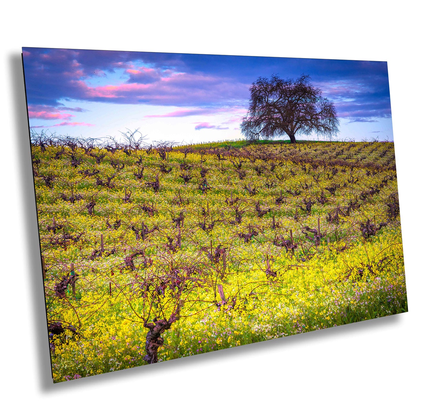 Vineyard Fine Art Photography, California Spring Sonoma Wine Grapes & Mustard Photo | Winery Canvas Wall Art, Acrylic, Metal, Paper