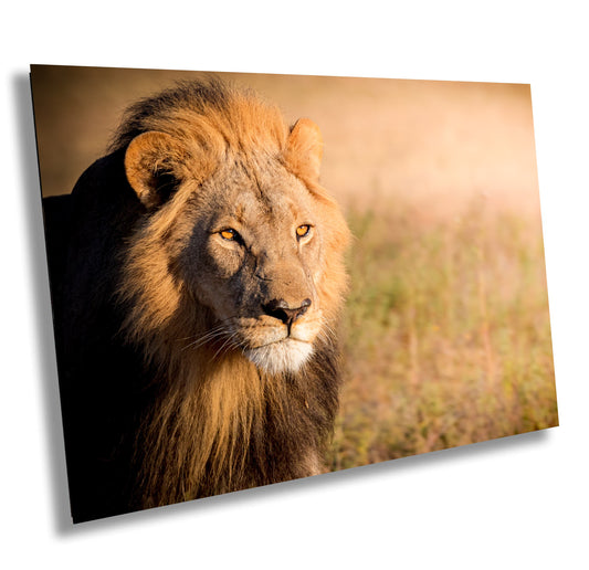 African Lion, Okavango Delta, stunning color lion Wildlife Photography , Lion Poster, Wildlife Wall Art, Fine Art Photography, Travel Photo