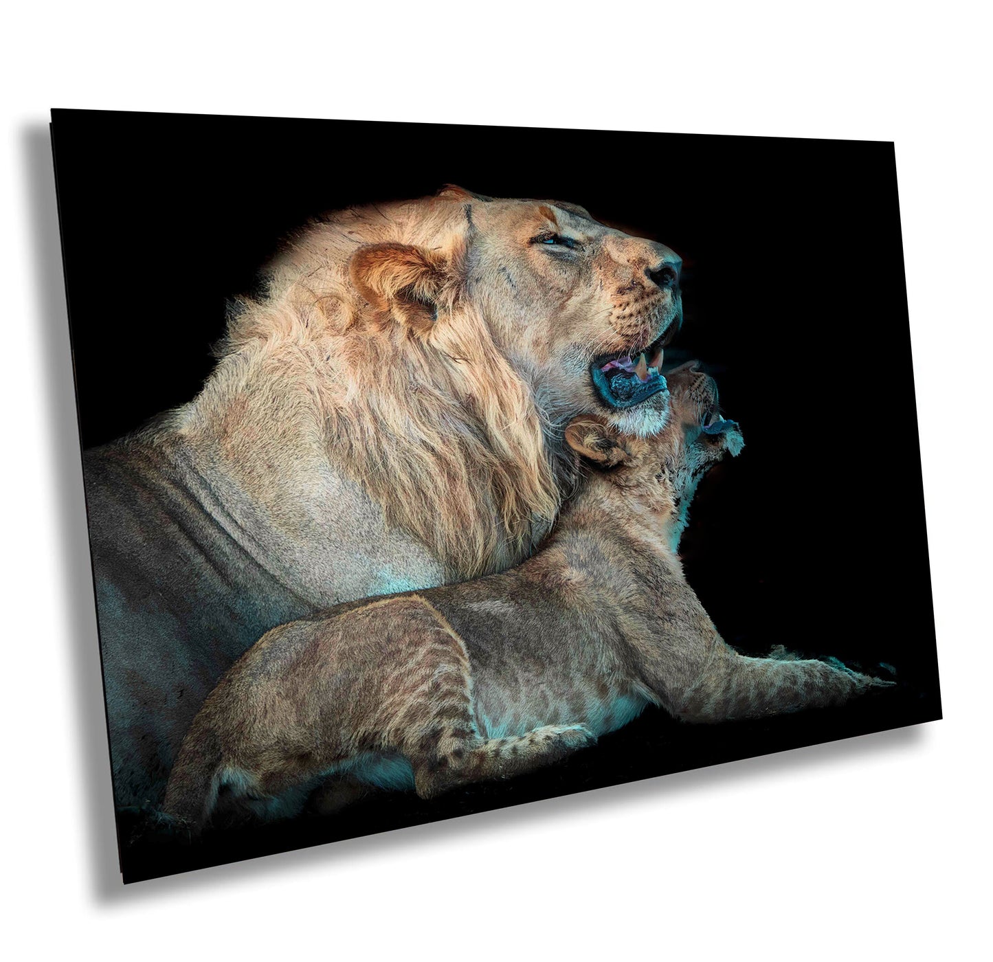 African Lion Wildlife Photography, Nature Canvas Wall Art, Grandfather and grandson lion pair, Fine Art photography, Botswana Travel Poster