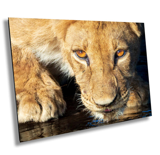 African Lioness, Wildlife Photography, Stunning Color Lion Lion Poster, Wildlife Wall Art, Fine Art Photography, Travel Photo, Waterhole