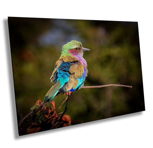 African Birds Poster |  Lilac Breasted Roller Nature Print, Canvas Wildlife Wall Art Photo | Fine Art Photography | home, office decor