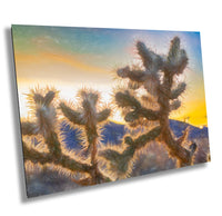 Joshua Tree Fine Art Photography | Desert Sunset. Iconic Cholla Cactus Landscape Poster | National Park Nature Canvas Wall Art