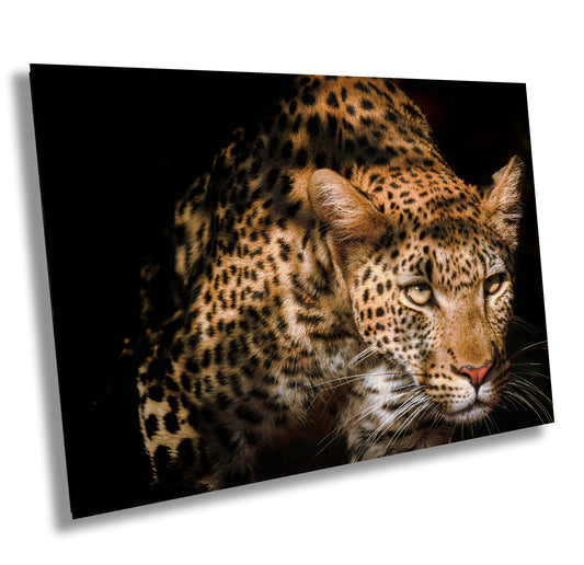 African Leopard Nature Wildlife Fine Art Photography | Big Cat Canvas Wall Art | Nature Poster | home, office decor paper, metal, acrylic