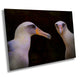 Albatross Sea Bird Pair | Hawaii Pacific Coast Nature Print, Wall Art, Canvas Wildlife Photo | Fine Art photography | home, office decor