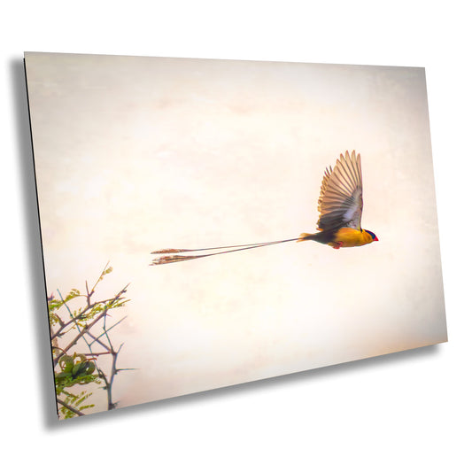 African Birds Fine Art photography |  Pin-Tailed Whyda Print, Canvas Wildlife Wall Art, South Africa Bird Poster, home, office picture