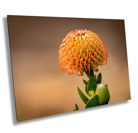 Protea Flame Giant Fine Art photography | Cape Town South Africa Kirstenbosch Garden Canvas Wall Art, home, office decor | flowers