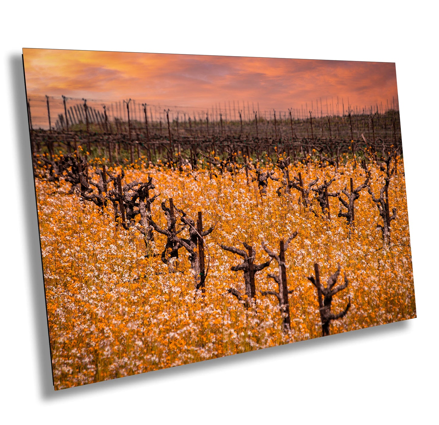 Vineyard Fine Art Photography | California Fall Golden Amador County Winery Poster | Canvas Wall Art | Wine Country | Paper, Acrylic, Metal