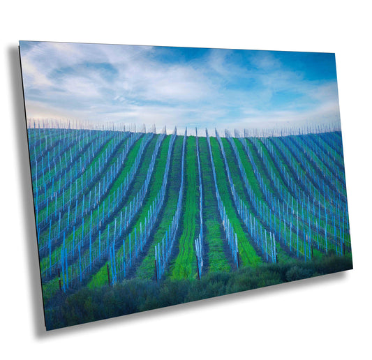 Vineyard Fine Art Photography, California Sonoma Wine Grapes Photo | Winery Canvas Wall Art, | Winery Poster, Acrylic, Metal, Paper