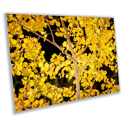 Colorado's Iconic Aspen Trees Fine Art Photo | Golden Fall Colors Print | Canvas Wall Art | Travel Picture paper, acrylic, metal