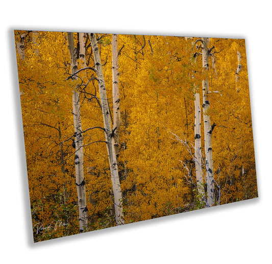 Colorado's Iconic Aspen Forest Fine Art Photo | Golden Fall Leaves Colors Print | Canvas Wall Art | Travel Picture paper, acrylic, metal