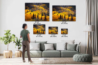 Colorado's Iconic River of Aspen Gold Fine Art Photo | Rocky Mountain Fall Colors Print | Canvas Wall Art | Picture paper, acrylic, metal