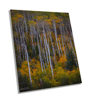 Colorado's Iconic Aspen Forest Rocky Mountain Fine Art Photograph | Fall Canvas Wall Art | Aspen Trees Picture paper, acrylic, metal