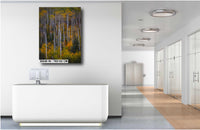 Colorado's Iconic Aspen Forest Rocky Mountain Fine Art Photograph | Fall Canvas Wall Art | Aspen Trees Picture paper, acrylic, metal