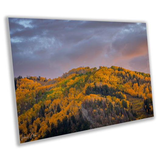 Colorado's Iconic Aspen Hillside Fine Art Photo | Rocky Mountain Sunset Fall Colors | Canvas Wall Art | Travel Picture paper, acrylic, metal