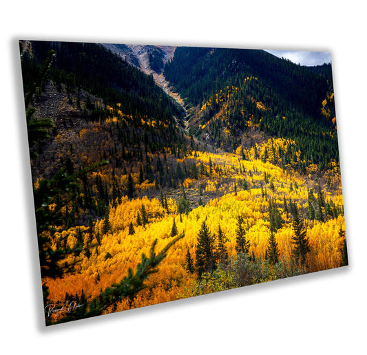 Colorado's Iconic Aspen River of Gold Fine Art Photo | Rocky Mountain Fall Colors Print | Canvas Wall Art | Picture paper, acrylic, metal