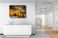 Colorado's Iconic River of Aspen Gold Fine Art Photo | Rocky Mountain Fall Colors Print | Canvas Wall Art | Picture paper, acrylic, metal