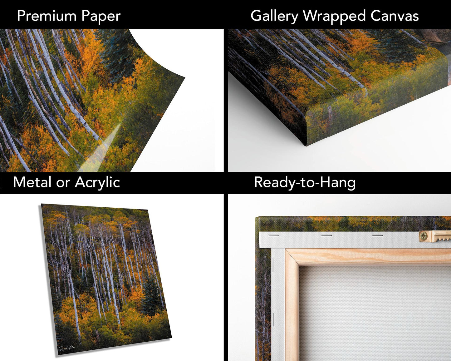 Colorado's Iconic Aspen Forest Rocky Mountain Fine Art Photograph | Fall Canvas Wall Art | Aspen Trees Picture paper, acrylic, metal