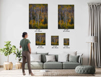 Colorado's Iconic Aspen Forest Rocky Mountain Fine Art Photograph | Fall Canvas Wall Art | Aspen Trees Picture paper, acrylic, metal