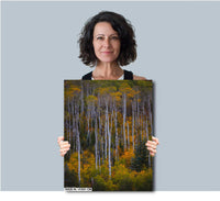 Colorado's Iconic Aspen Forest Rocky Mountain Fine Art Photograph | Fall Canvas Wall Art | Aspen Trees Picture paper, acrylic, metal