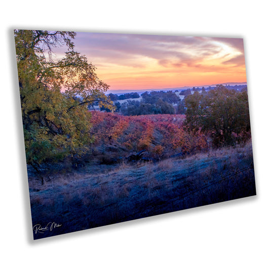 Winery Print, California Sunset Fall Amador County Schoolhouse Road Photo | Canvas Wall Art, Fine Art Photography | home decor, office decor