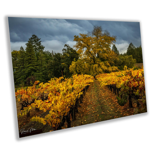 Winery Print, California Napa Valley Vineyard Autumn Canvas Wall Art, Fine Art Photography | home office bar restaurant