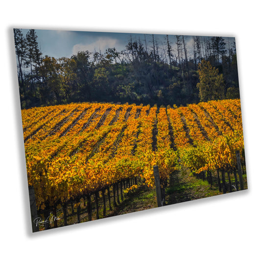 Winery Print, California Napa Valley Vineyard Rolling Hills Autumn Canvas Wall Art, Fine Art Photography | home office bar restaurant