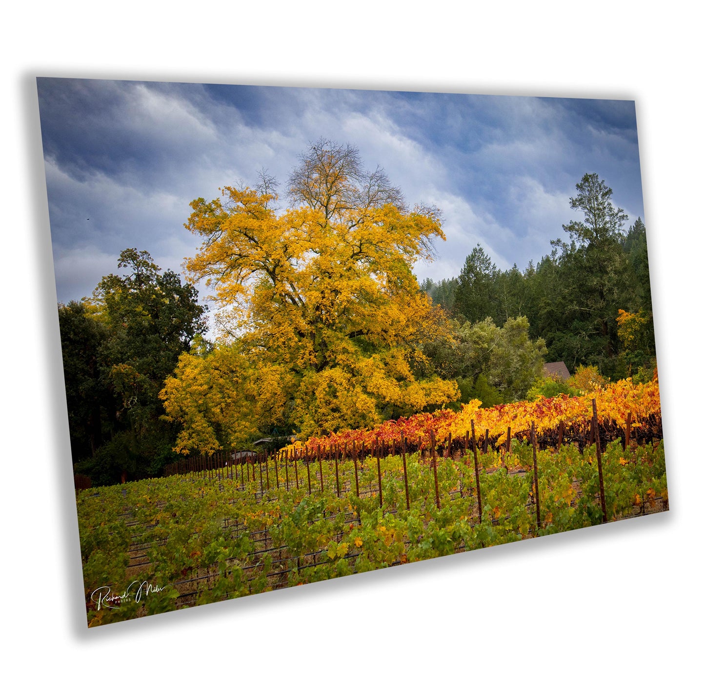 Winery Print, California Napa Valley Grapes to the Wind | Canvas Wall Art, Fine Art Photography | home decor, office decor