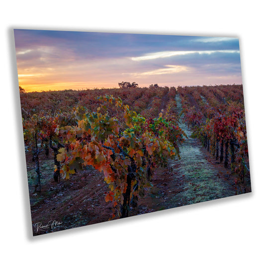 Winery Print, California Shenandoah Valley Vineyard with Sunset's Glow | Canvas Wall Art, Fine Art Photography | home office bar restaurant