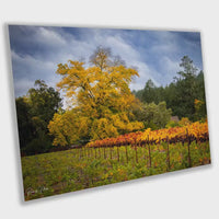 Napa Valley Vineyard Print: California Winery Fine Art Photography